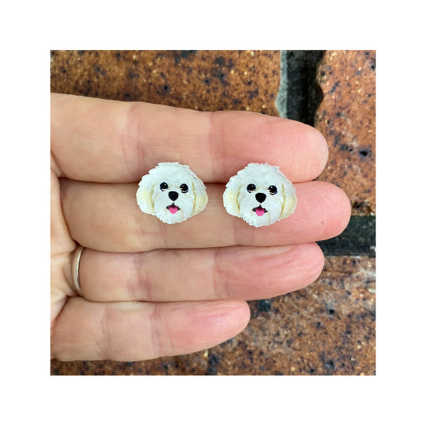 Maltese Poodle Studs